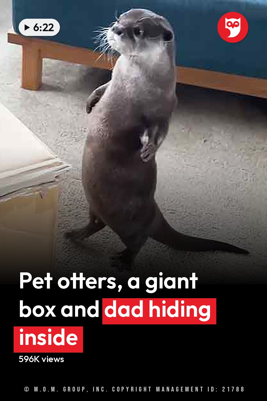 An adult otter with dark brown fur and lighter markings, standing in a home setting surrounded by household items. The headline runs in white letters across the lower third.