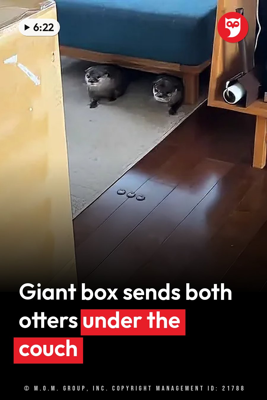 Two dark-furred otters sit side by side beneath a blue couch, looking out toward the viewer. A headline runs in white letters across the lower third.