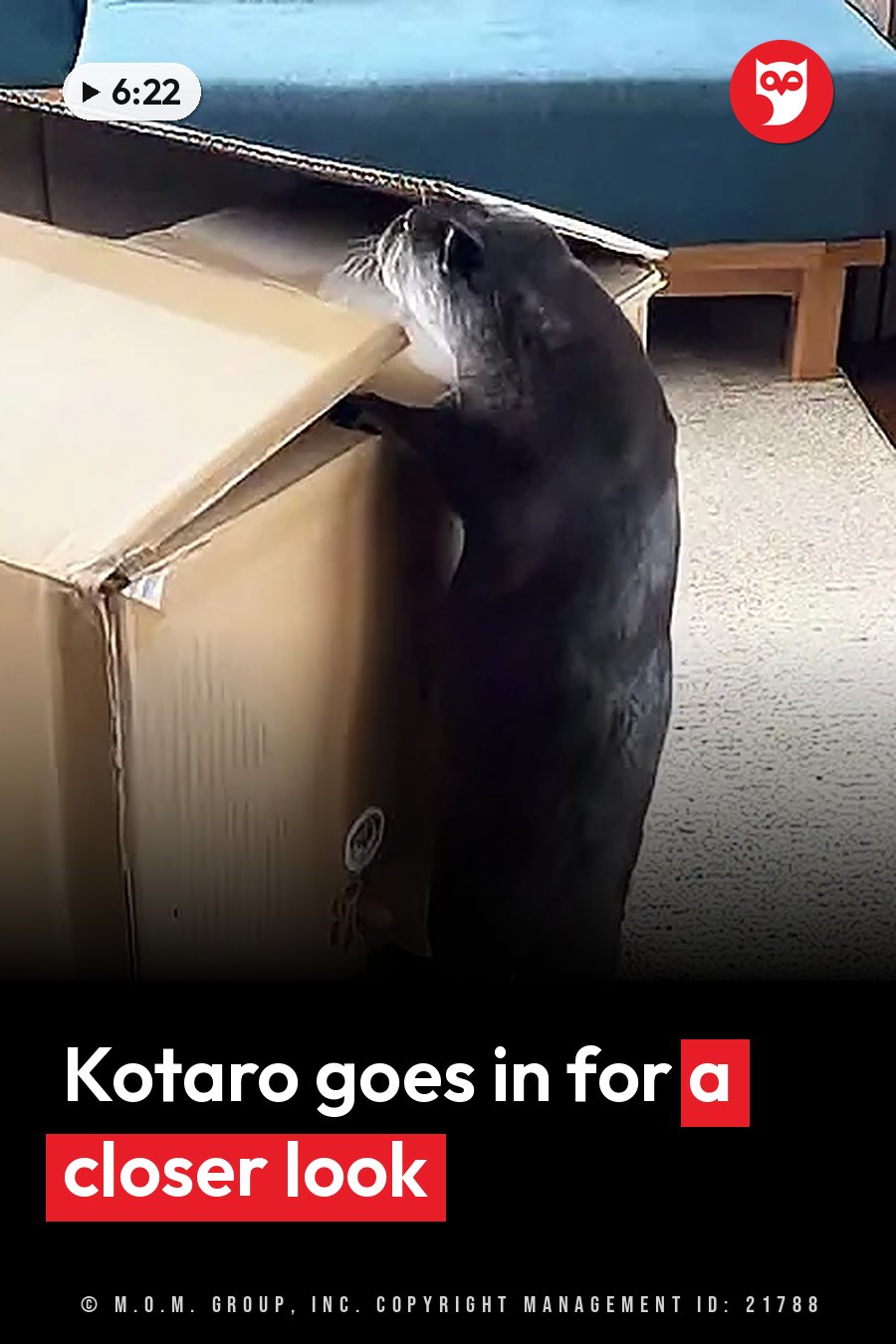 Kotaro stands on his hind legs and pushes a cardboard box with both front paws. A headline runs in white letters across the lower third.
