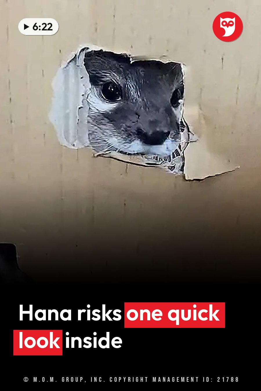 An otter's face shows through a torn hole in a cardboard box. A headline runs in white letters across the lower third.