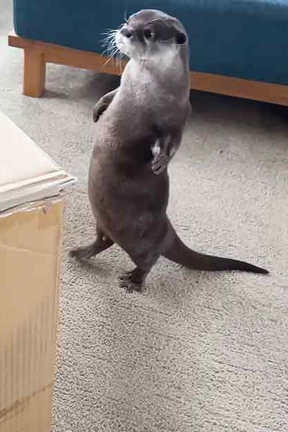 An adult otter with dark brown fur and lighter markings, standing in a home setting surrounded by household items.