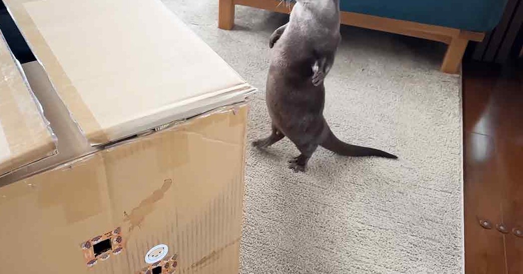 An adult otter with dark brown fur and lighter markings, standing in a home setting surrounded by household items.