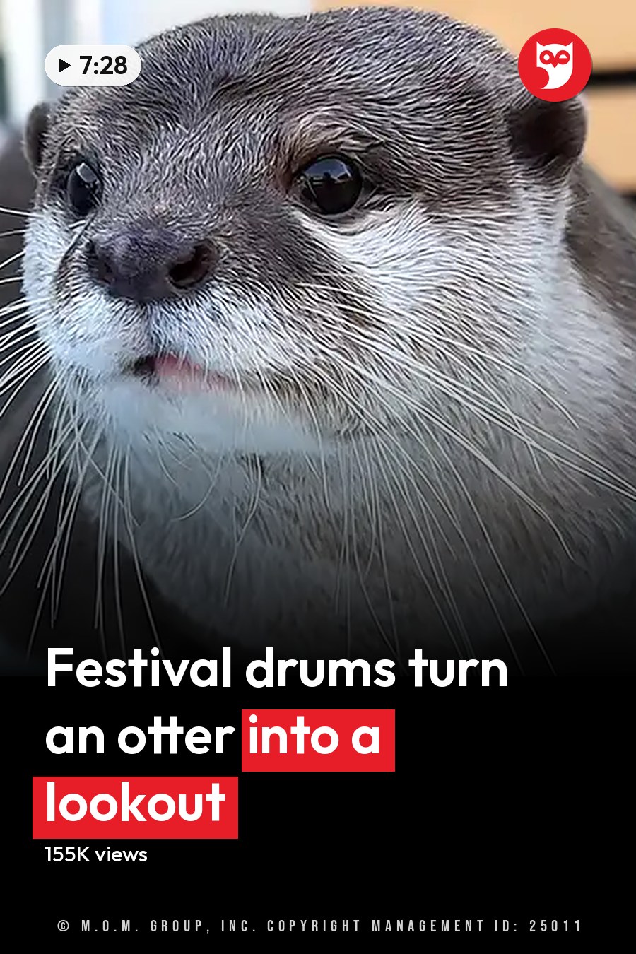 An adult otter with dark brown fur on its back, lighter fur around its face and chest, white whiskers, in a brightly lit indoor play area with blue plastic structures. The headline runs in white letters across the lower third.