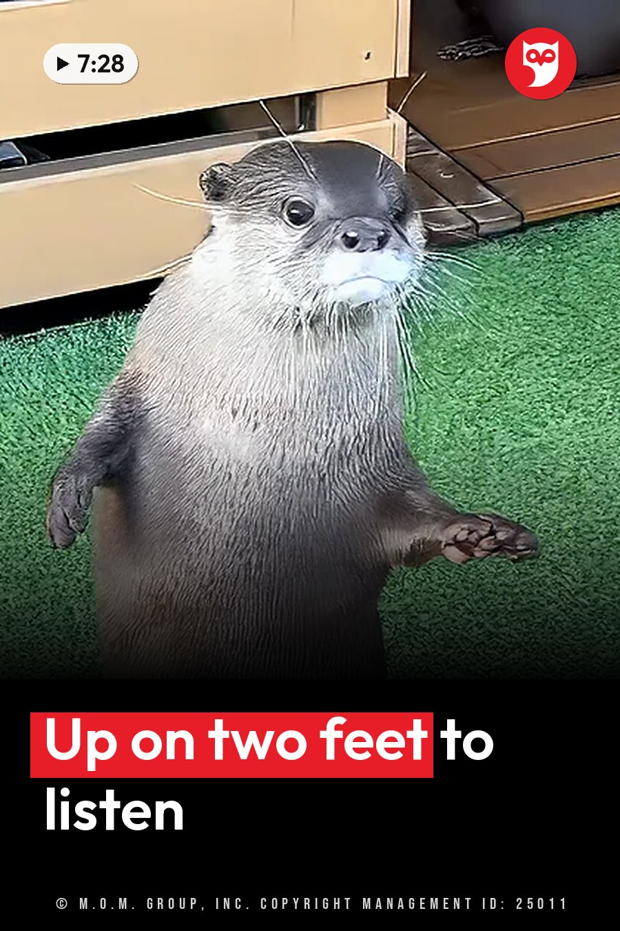 An otter stands upright on green artificial grass near wooden structures, paws slightly raised. A headline runs in white letters across the lower third.