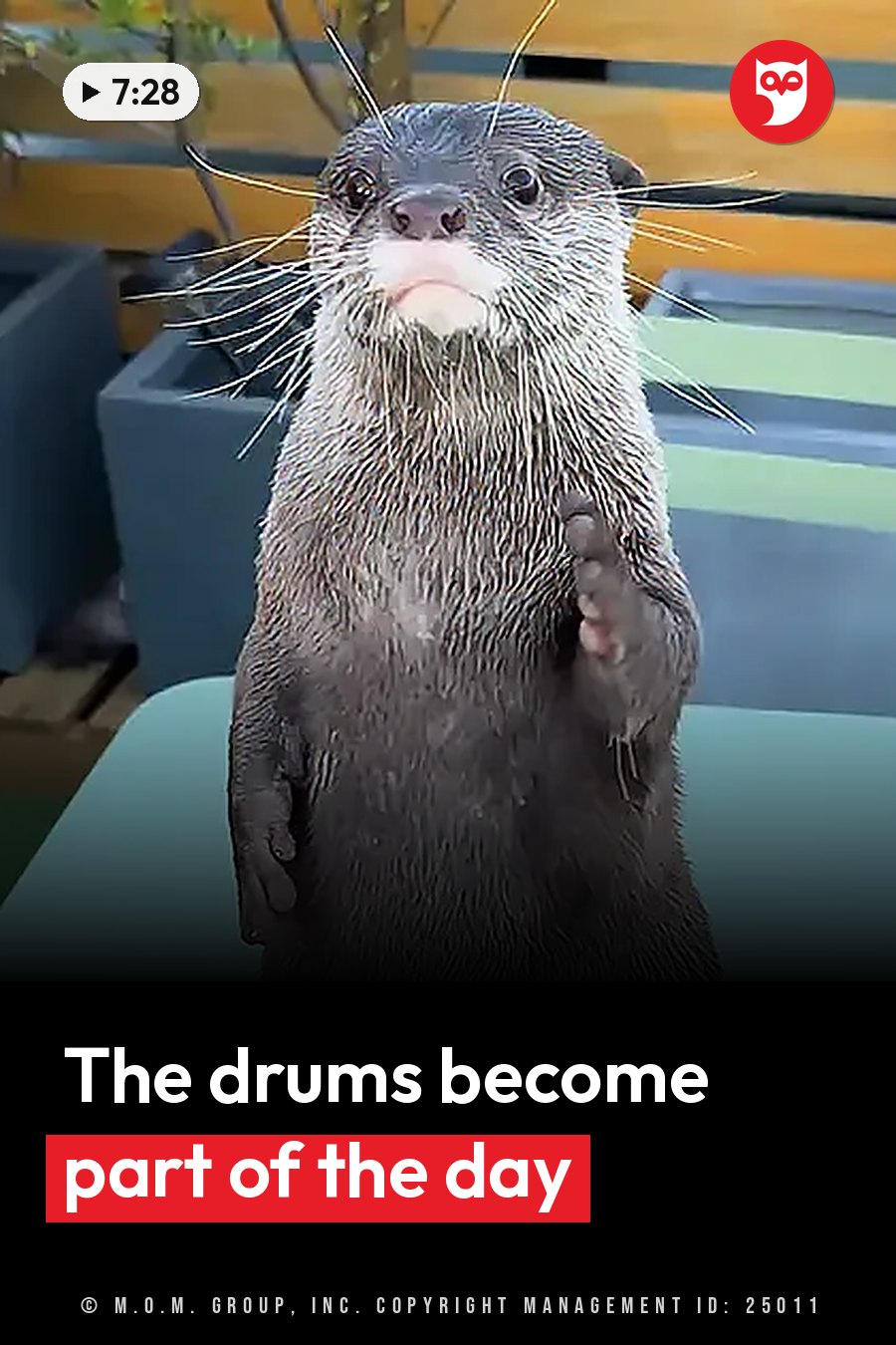 A wet otter stands upright on a light blue surface with one paw raised and whiskers spread forward. A headline runs in white letters across the lower third.