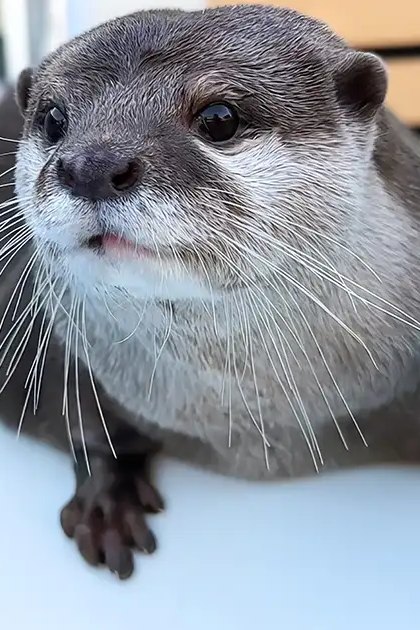 An adult otter with dark brown fur on its back, lighter fur around its face and chest, white whiskers, in a brightly lit indoor play area with blue plastic structures.