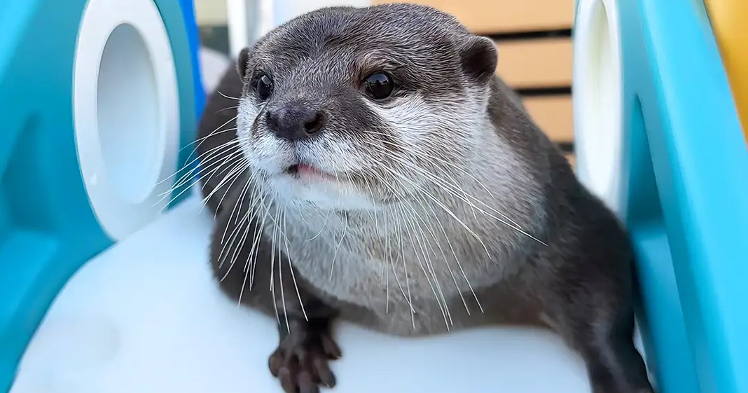 An adult otter with dark brown fur on its back, lighter fur around its face and chest, white whiskers, in a brightly lit indoor play area with blue plastic structures.