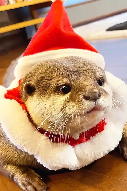 A juvenile otter wearing a red and white Santa hat with fluffy white rim in an indoor setting. Wrapped presents are visible to the right, suggesting a Christmas theme.