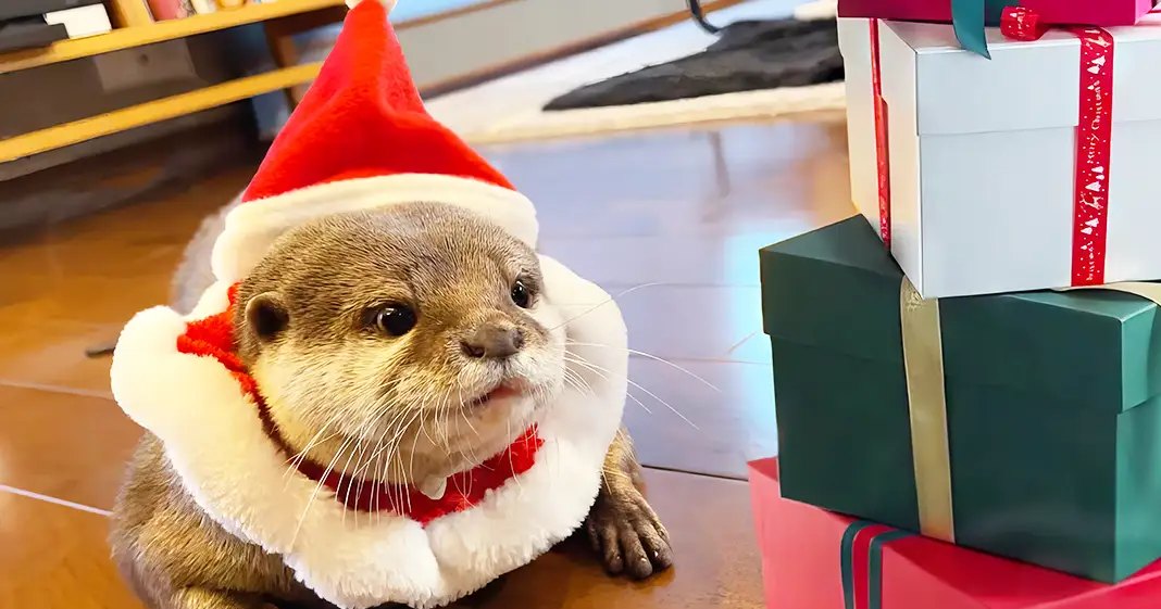 A juvenile otter wearing a red and white Santa hat with fluffy white rim in an indoor setting. Wrapped presents are visible to the right, suggesting a Christmas theme.