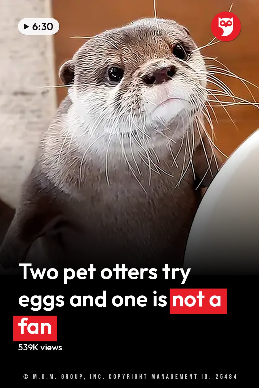 A small, gray and white juvenile otter with a textured wooden floor nearby. A bowl of omelette or rolled-up food sits on the floor next to an out-of-focus knife. The headline runs in white letters across the lower third.