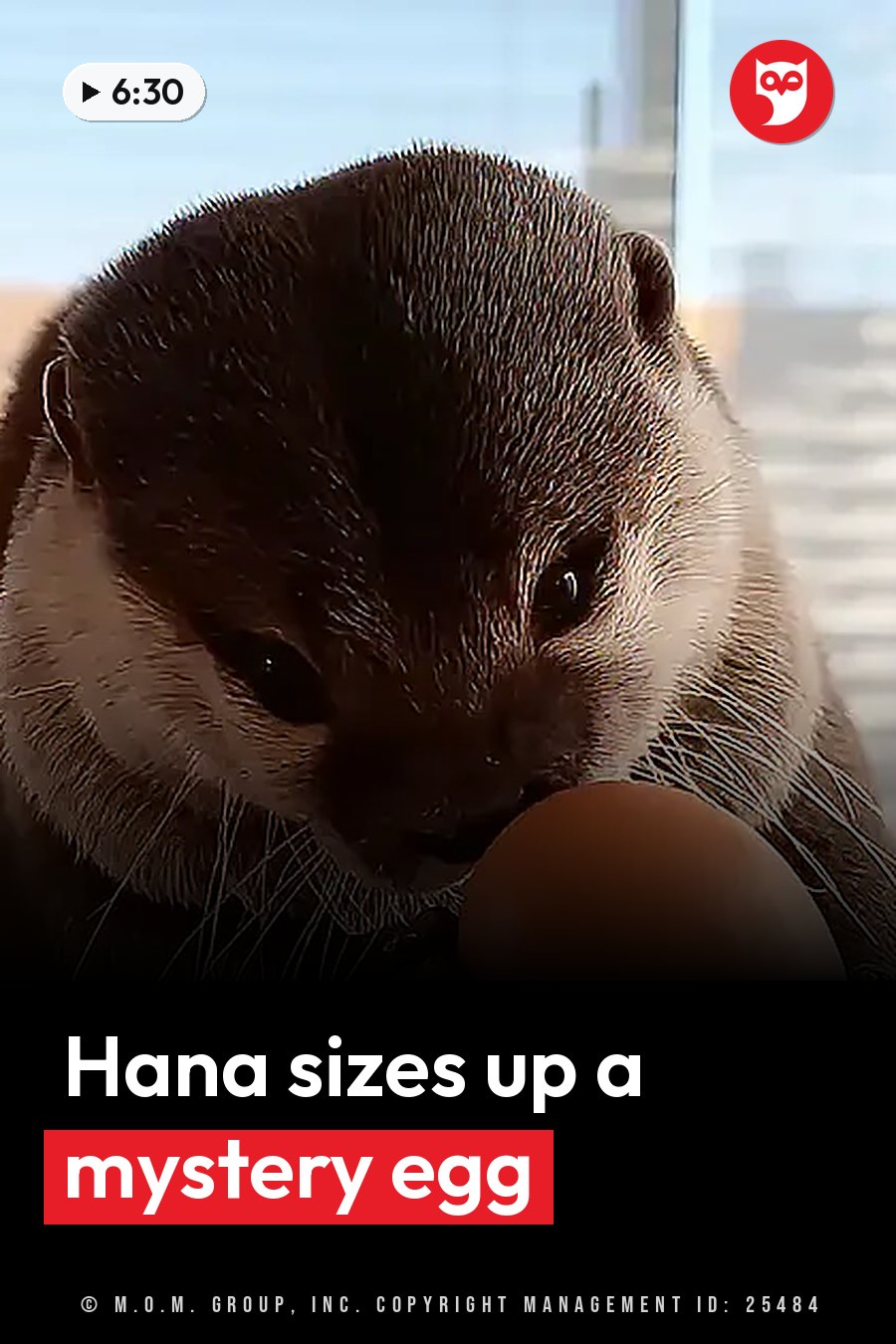Close-up of a small otter holding an egg in its paws near its mouth and looking straight ahead. A headline runs in white letters across the lower third.