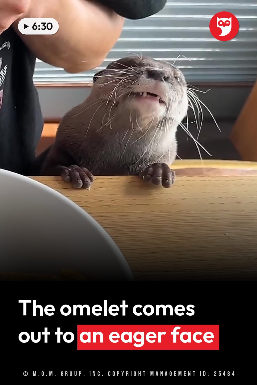 An otter sits on a table with its paws resting on the surface and looks up with its mouth slightly open. A headline runs in white letters across the lower third.