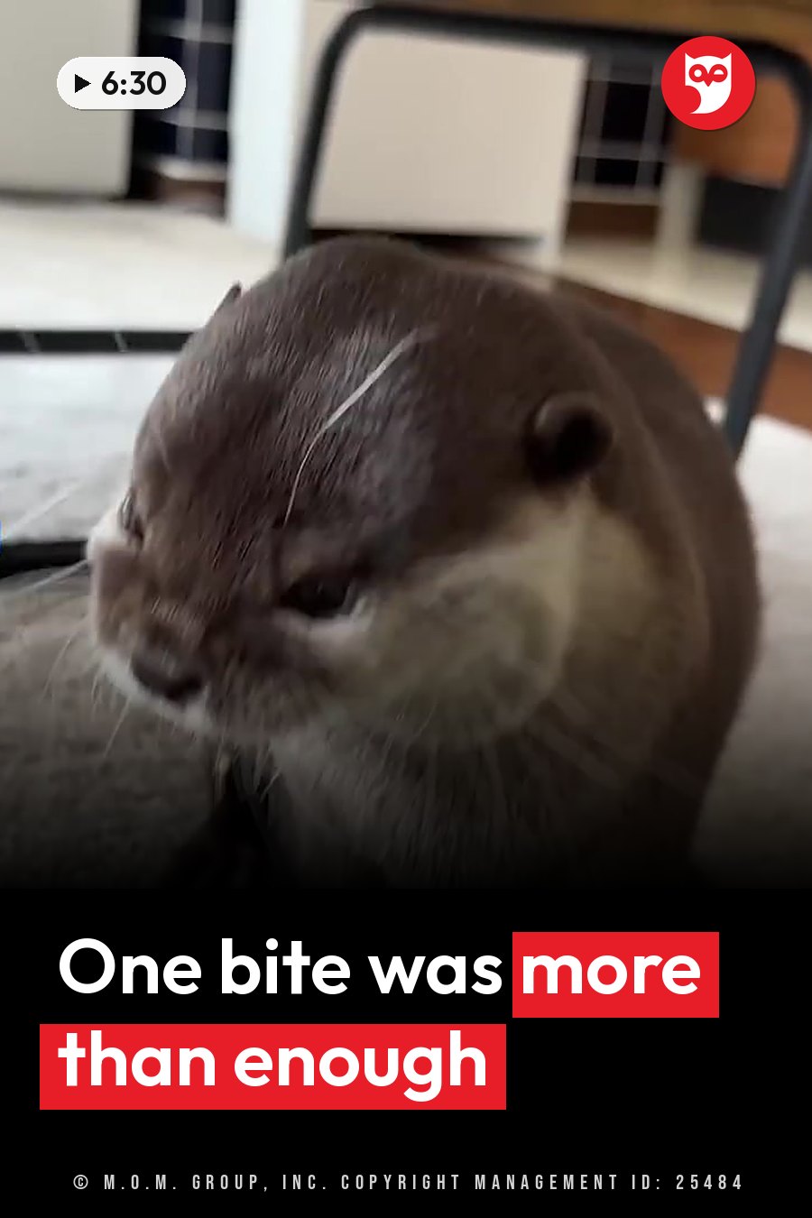 A brown otter sits on the floor and looks down, whiskers visible near its snout. A headline runs in white letters across the lower third.