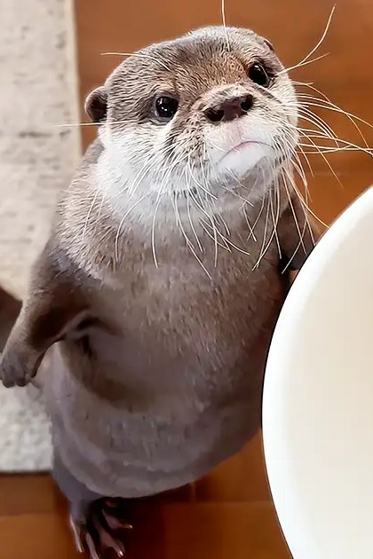 A small, gray and white juvenile otter with a textured wooden floor nearby. A bowl of omelette or rolled-up food sits on the floor next to an out-of-focus knife.