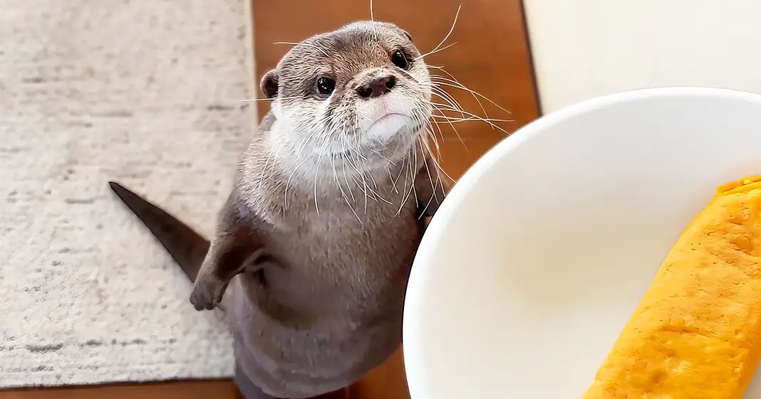 A small, gray and white juvenile otter with a textured wooden floor nearby. A bowl of omelette or rolled-up food sits on the floor next to an out-of-focus knife.