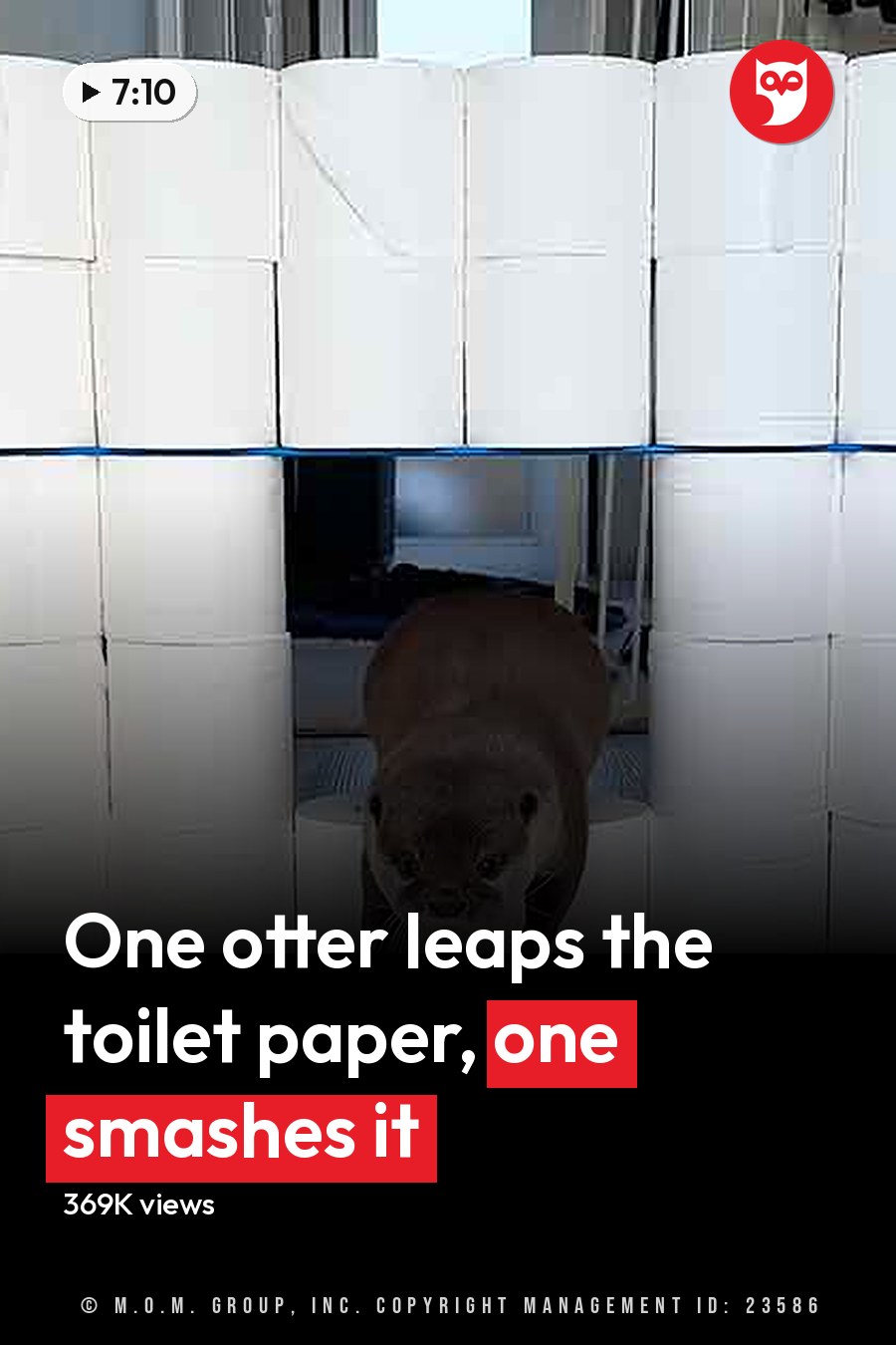 An otter with brown fur and white markings explores a small tunnel made of stacked toilet paper rolls indoors, with light-colored walls and natural light streaming in. The headline runs in white letters across the lower third.
