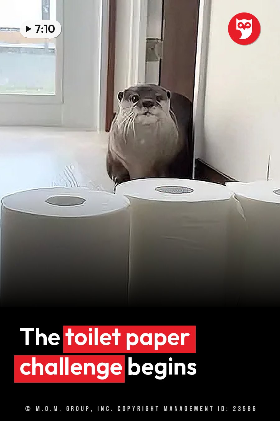 An otter peeks out from behind a wall near three toilet paper rolls lying on the floor. A headline runs in white letters across the lower third.