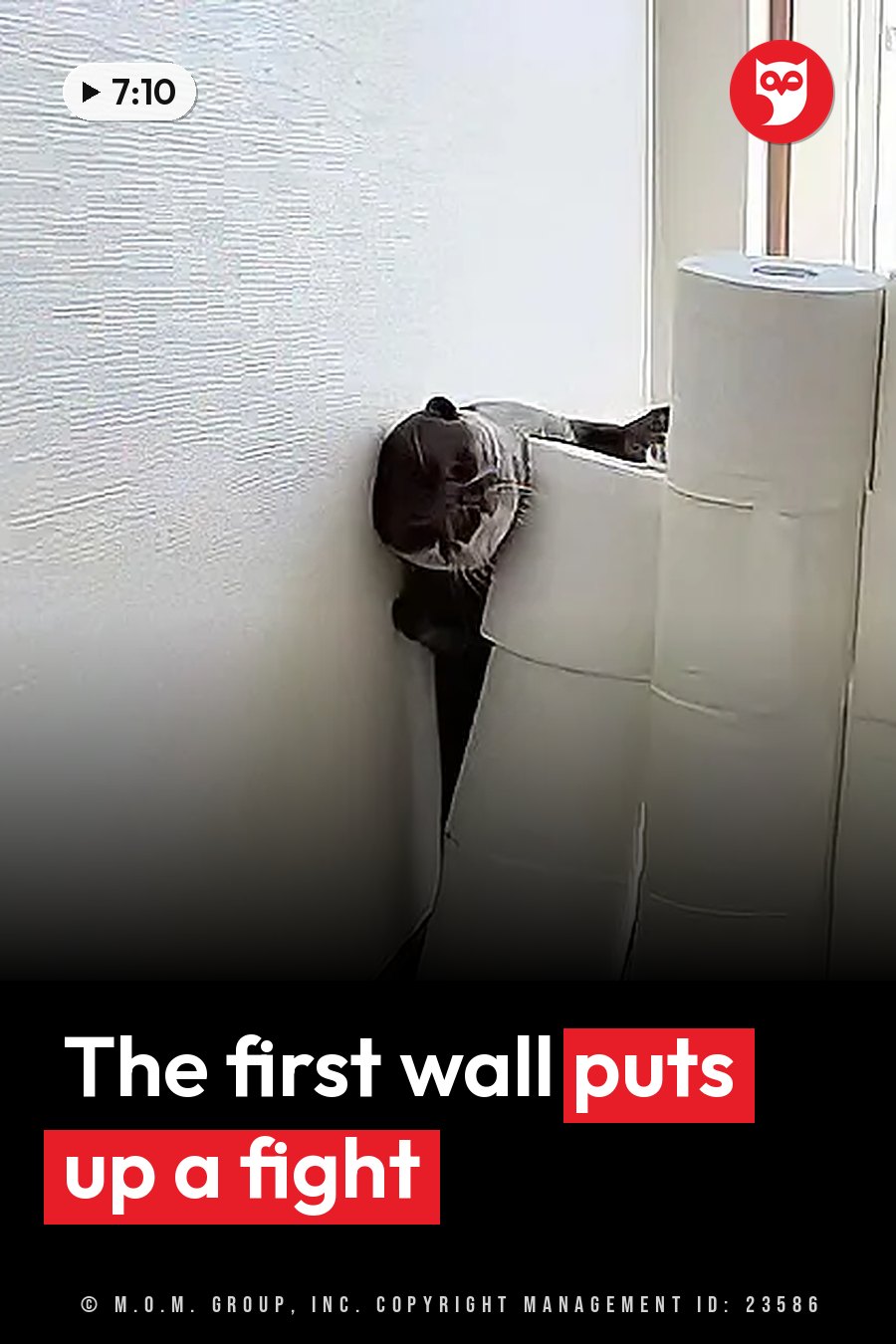 A dark-furred otter peeks out from behind a stack of white toilet paper rolls near a window. A headline runs in white letters across the lower third.