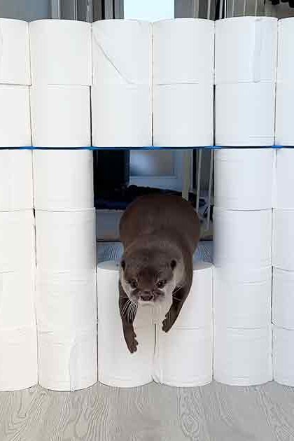 An otter with brown fur and white markings explores a small tunnel made of stacked toilet paper rolls indoors, with light-colored walls and natural light streaming in.