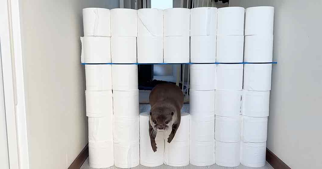 An otter with brown fur and white markings explores a small tunnel made of stacked toilet paper rolls indoors, with light-colored walls and natural light streaming in.