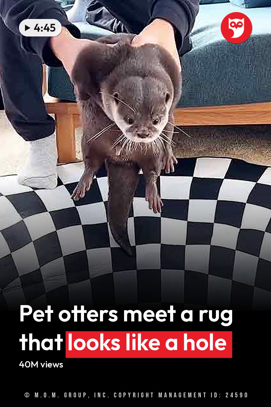 An adult male otter in a brownish-gray coat resting indoors with blue upholstered ottoman, wooden side table, and light-colored carpeted floor. Daytime natural light illuminates the scene. The headline runs in white letters across the lower third.