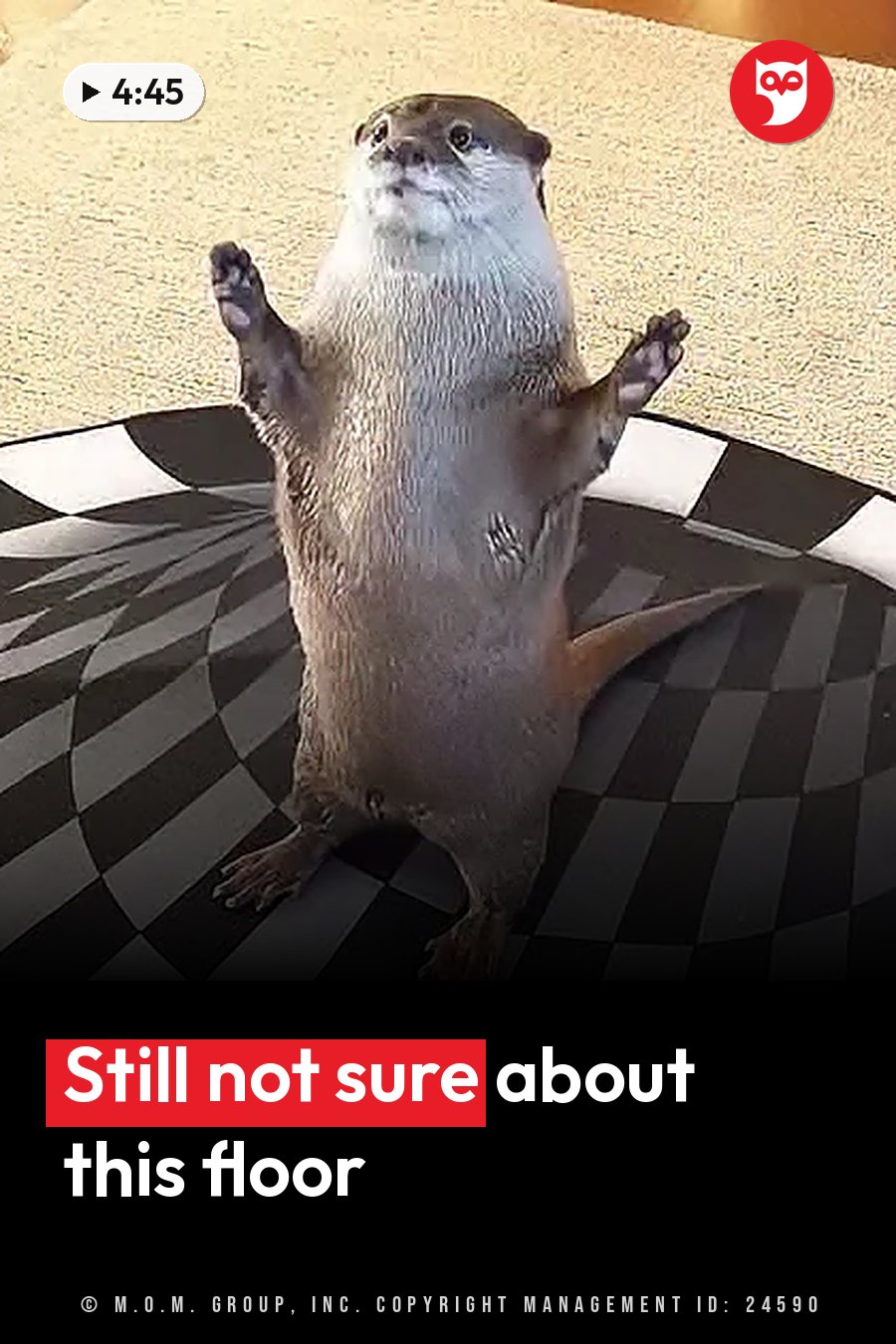 An otter stands upright on a black and white checkered mat with front paws raised, looking up. A headline runs in white letters across the lower third.