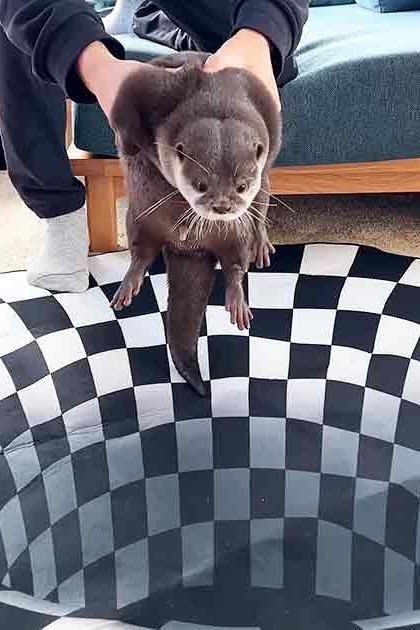An adult male otter in a brownish-gray coat resting indoors with blue upholstered ottoman, wooden side table, and light-colored carpeted floor. Daytime natural light illuminates the scene.