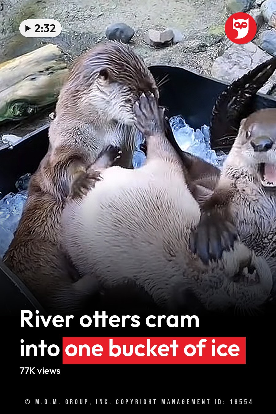 Four playful adult otters with brown fur and white underbellies interacting in an ice-filled container within a zoo enclosure, surrounded by rocks, logs, water, greenery, and bright daylight. The headline runs in white letters across the lower third.