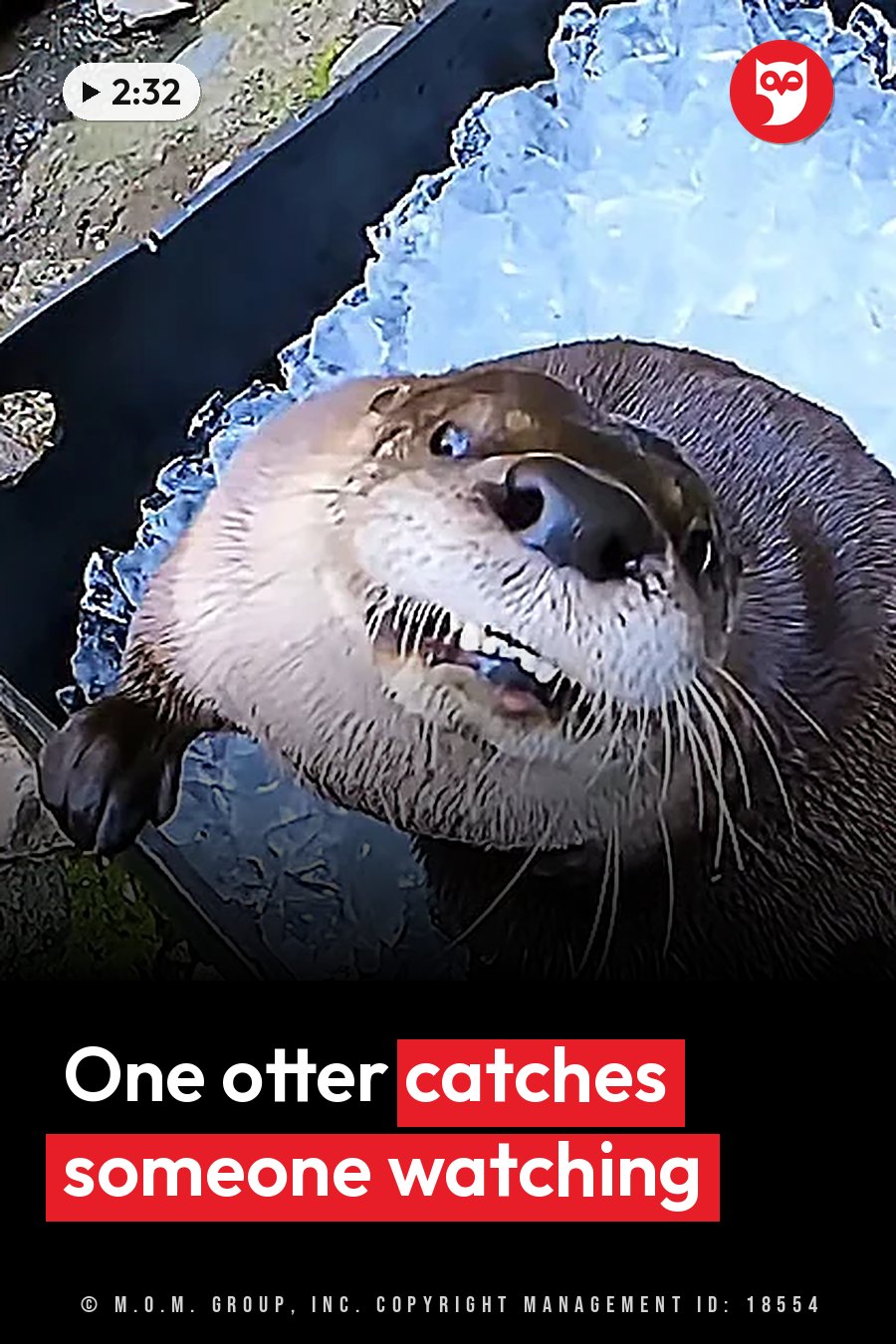 An otter with wet fur and an open mouth sits on ice near water, looking up toward the camera. A headline runs in white letters across the lower third.