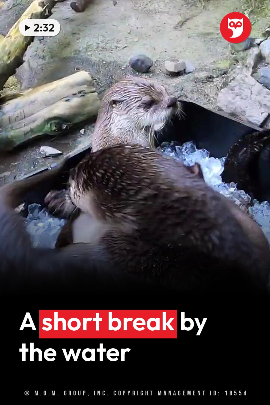 Two wet otters rest near water with chunks of ice around them, one partly under the water. A headline runs in white letters across the lower third.