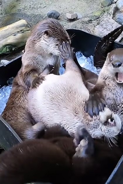 Four playful adult otters with brown fur and white underbellies interacting in an ice-filled container within a zoo enclosure, surrounded by rocks, logs, water, greenery, and bright daylight.