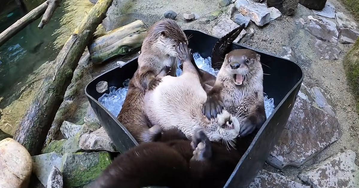Four playful adult otters with brown fur and white underbellies interacting in an ice-filled container within a zoo enclosure, surrounded by rocks, logs, water, greenery, and bright daylight.