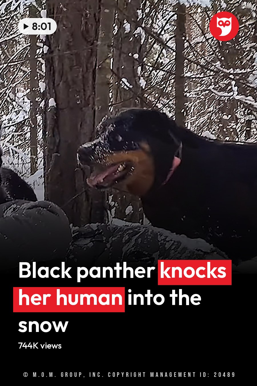 A man in a dark gray puffer jacket lying with two rottweilers in a snowy forest during winter, with tall snow-covered trees and clear daylight. The headline runs in white letters across the lower third.