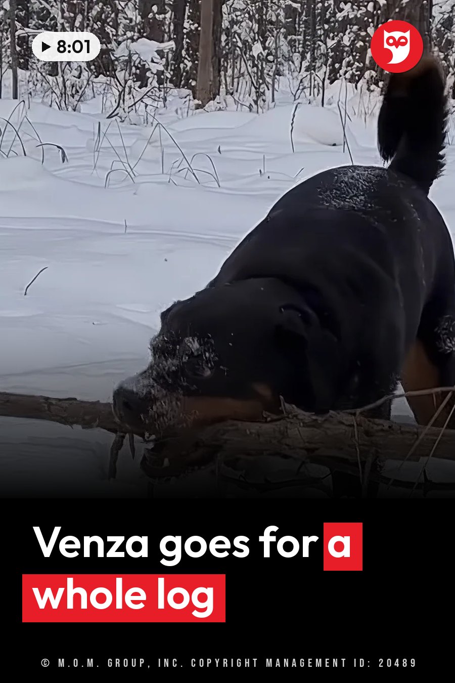 A black and brown Rottweiler bites a log in a snowy forest, with snow on the dog's face and back. A headline runs in white letters across the lower third.