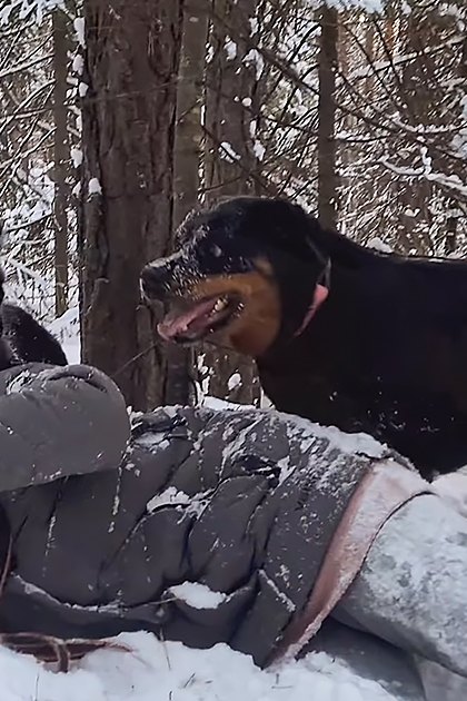 A man in a dark gray puffer jacket lying with two rottweilers in a snowy forest during winter, with tall snow-covered trees and clear daylight.