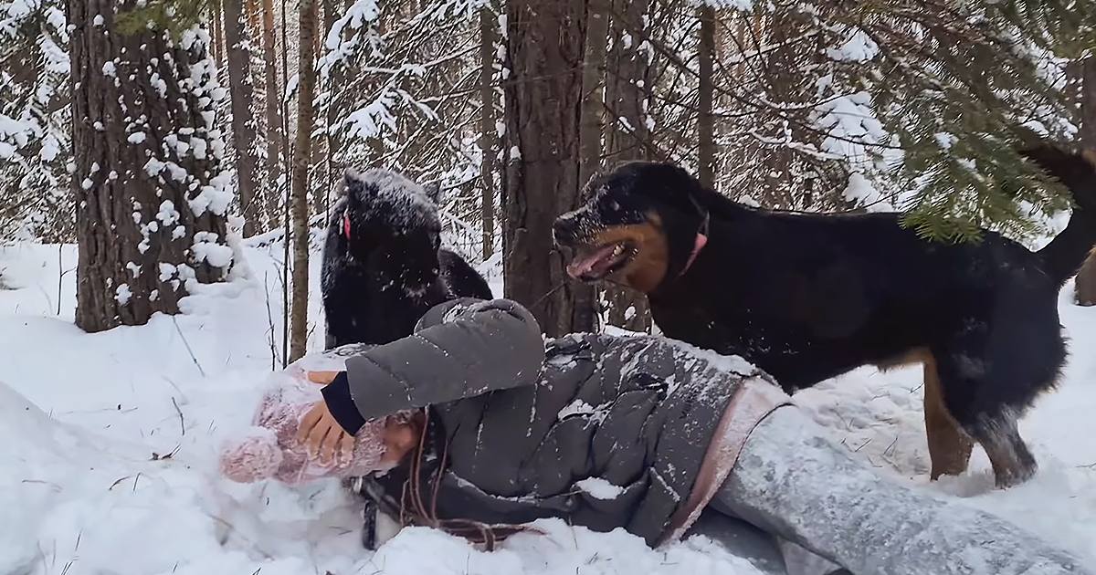 A man in a dark gray puffer jacket lying with two rottweilers in a snowy forest during winter, with tall snow-covered trees and clear daylight.