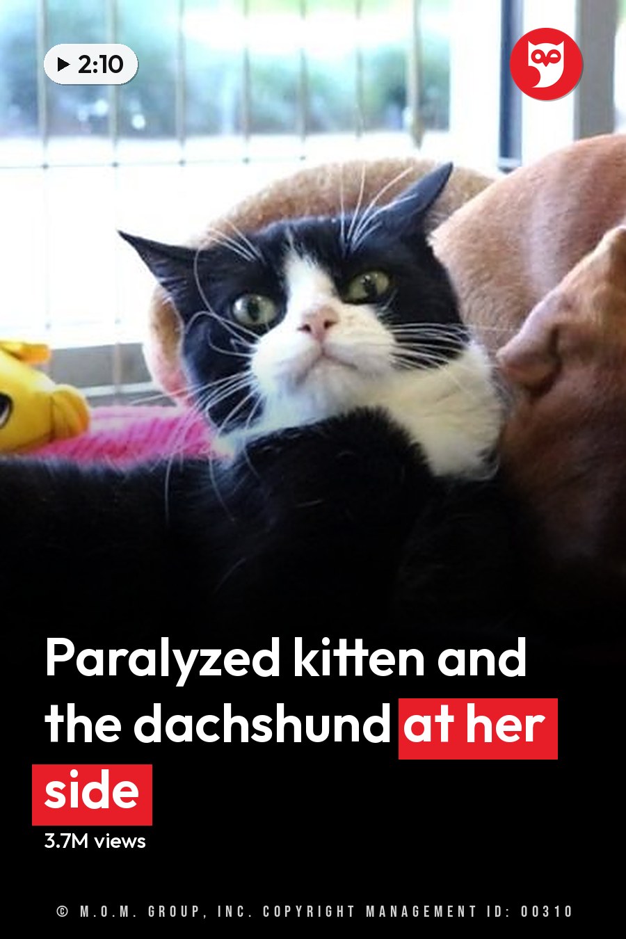 A tuxedo cat with a smooth coat and an adult boxer dog rest on a pink blanket under natural daylight in a cozy home living room. The headline runs in white letters across the lower third.