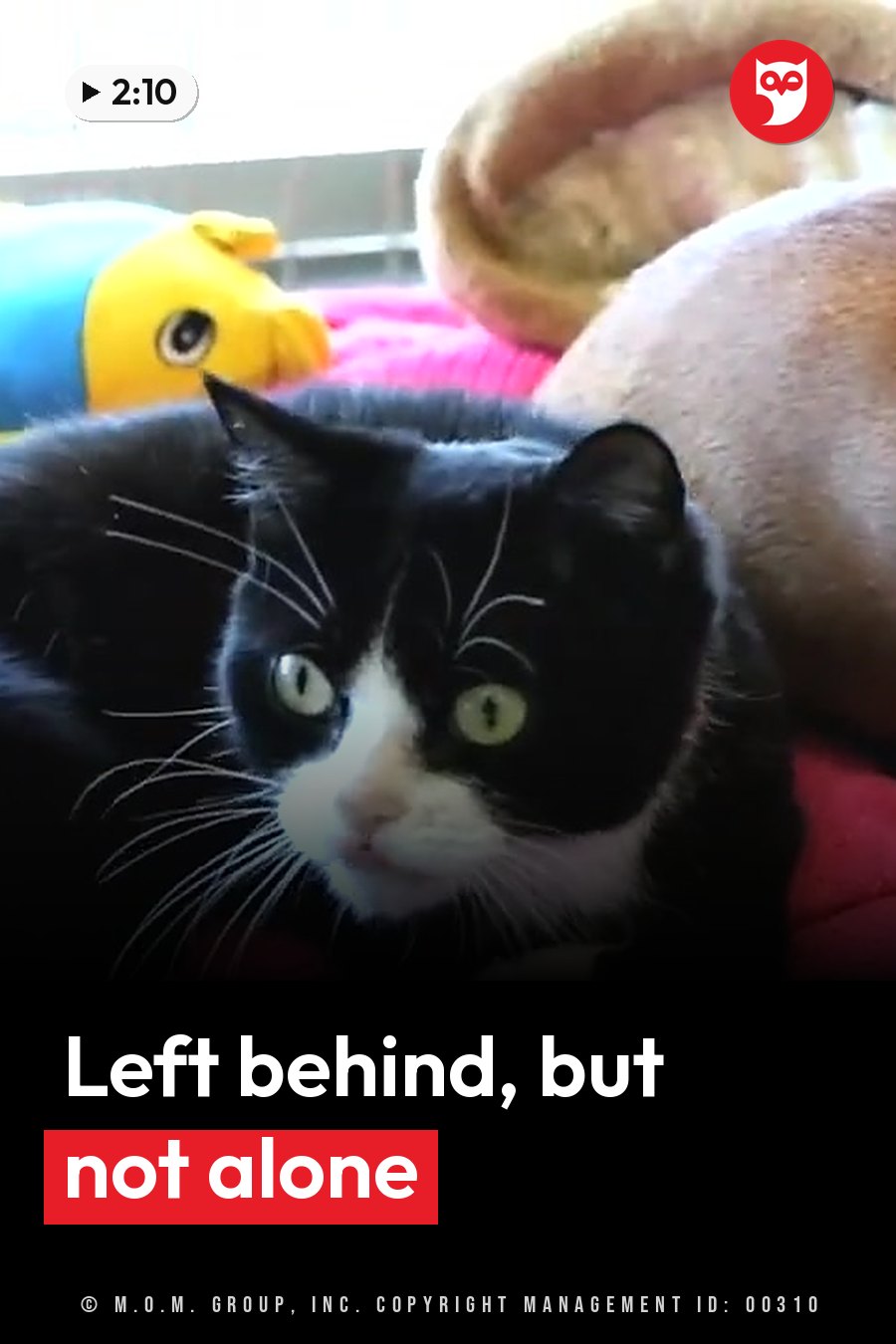 A black-and-white cat with green eyes looks forward, surrounded by colorful toys and soft blankets. A headline runs in white letters across the lower third.