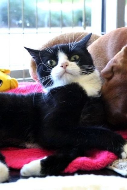 A tuxedo cat with a smooth coat and an adult boxer dog rest on a pink blanket under natural daylight in a cozy home living room.