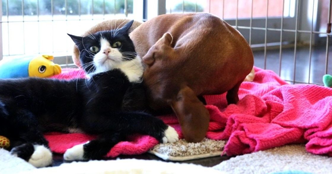 A tuxedo cat with a smooth coat and an adult boxer dog rest on a pink blanket under natural daylight in a cozy home living room.