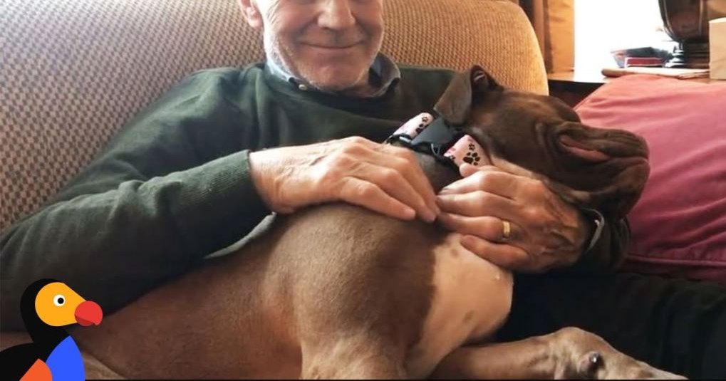 An older adult male in a dark green sweater, seated indoors in a living room with a boxer dog beside him; light-colored sofa, lamp, natural daylight;