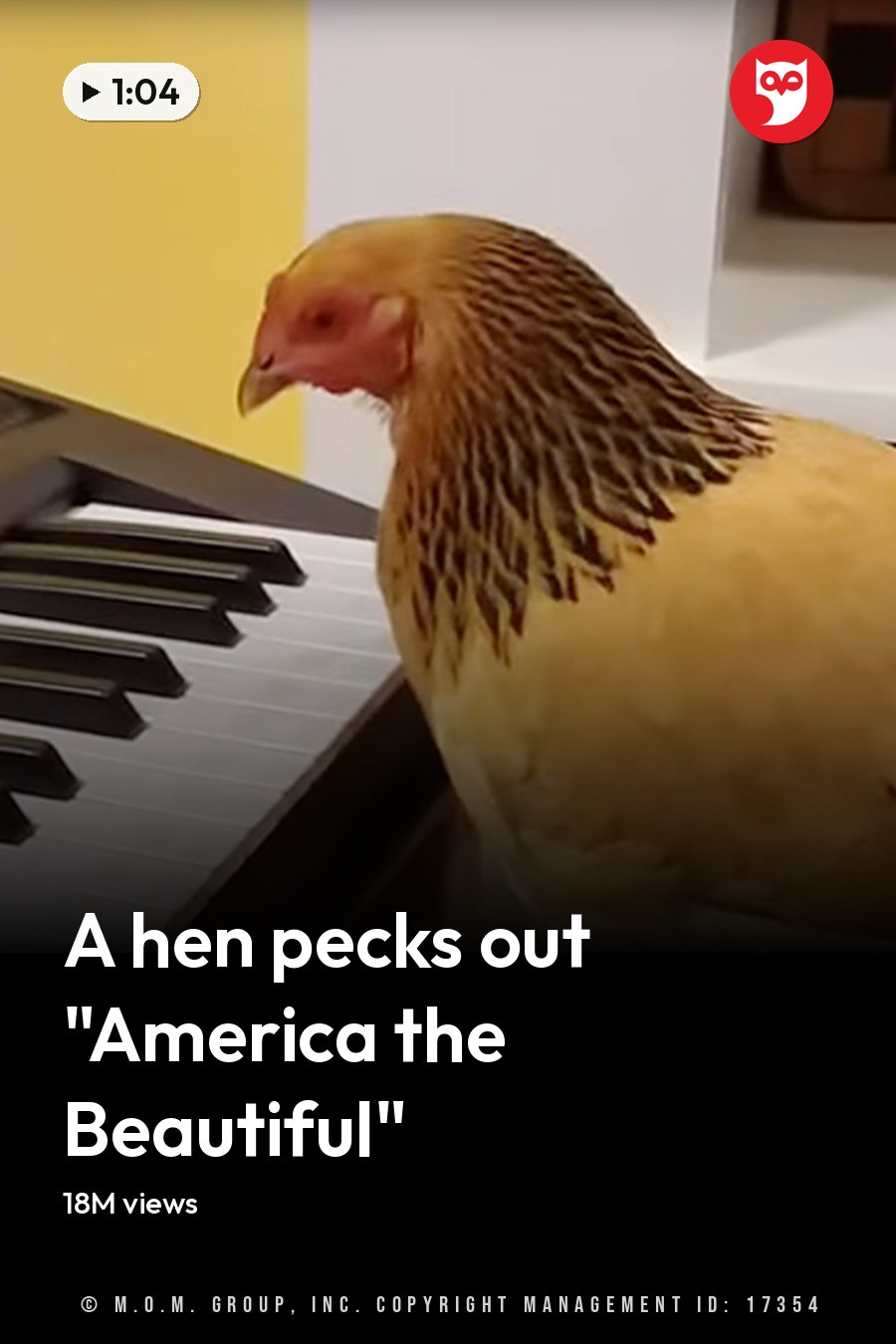 A chicken with yellow feathers and black markings around its neck in a home setting, surrounded by household items like a keyboard and a chessboard. The headline runs in white letters across the lower third.