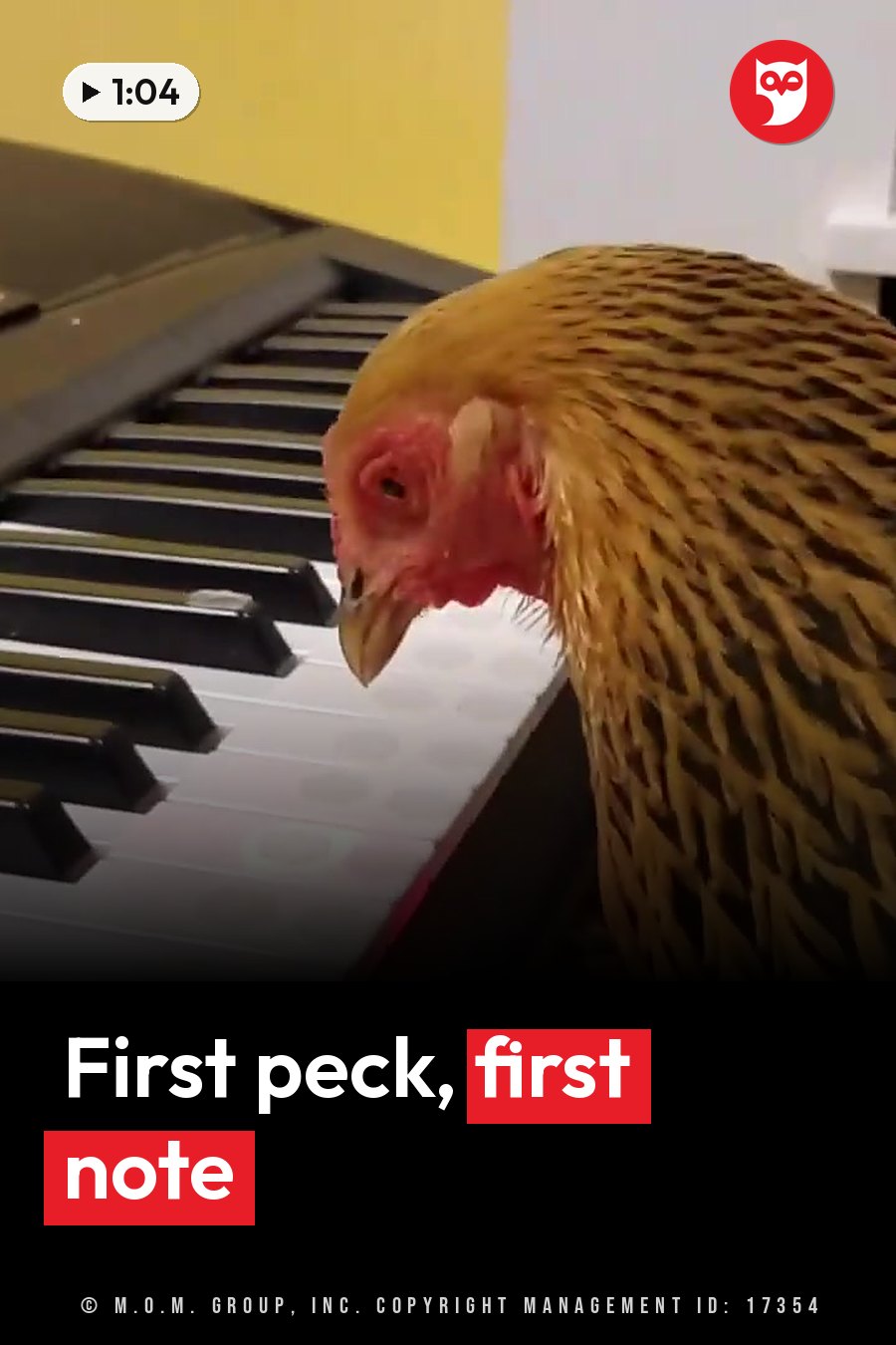 A chicken leans over a black and white keyboard with her head close to the keys. A headline runs in white letters across the lower third.