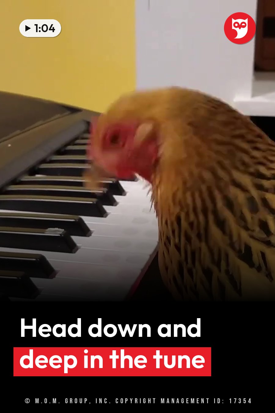 A chicken bends low over piano keys, her beak just above the black and white keys. A headline runs in white letters across the lower third.