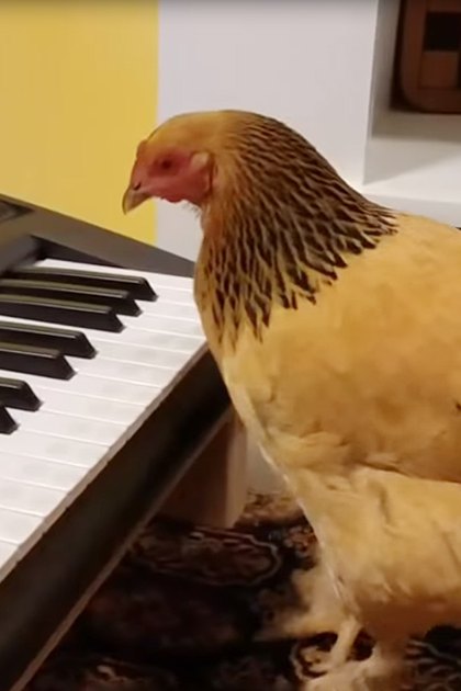 A chicken with yellow feathers and black markings around its neck in a home setting, surrounded by household items like a keyboard and a chessboard.