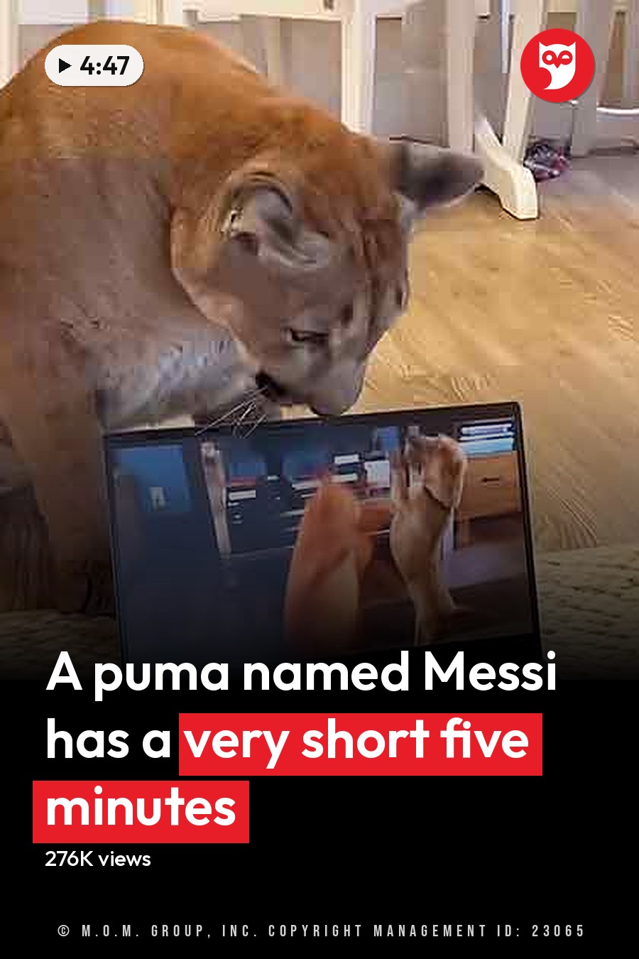 Adult male with light blue collared shirt, watching video on laptop accompanied by adult cougar in living room setting during daytime. The headline runs in white letters across the lower third.