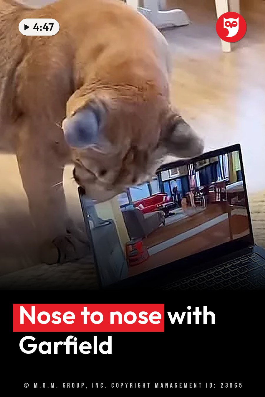 A puma leans over a laptop whose screen shows a room with furniture and people. A headline runs in white letters across the lower third.