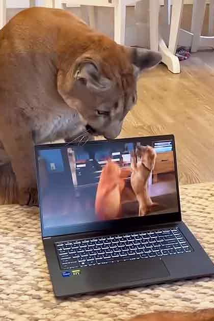 Adult male with light blue collared shirt, watching video on laptop accompanied by adult cougar in living room setting during daytime.