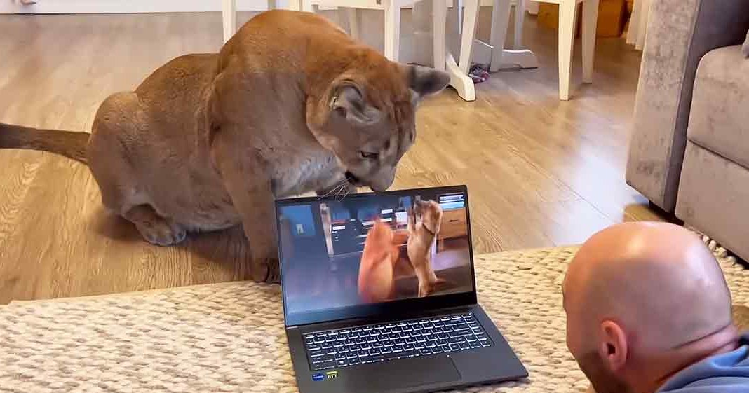 Adult male with light blue collared shirt, watching video on laptop accompanied by adult cougar in living room setting during daytime.