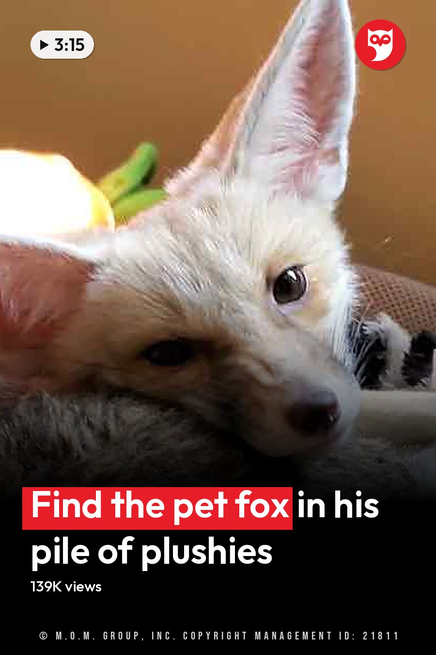 A fennec fox, juvenile with light brown coat and dark markings around eyes and ears, sits on a chair or couch indoors surrounded by various stuffed toys in front of neutral-colored walls and wooden flooring; natural light suggests daytime. The headline runs in white letters across the lower third.